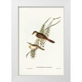 thumbnail image 1 of Gould, John 17x24 White Modern Wood Framed Museum Art Print Titled - Rufous-tinted Songlark-Cincloramphus rufescens, 1 of 4