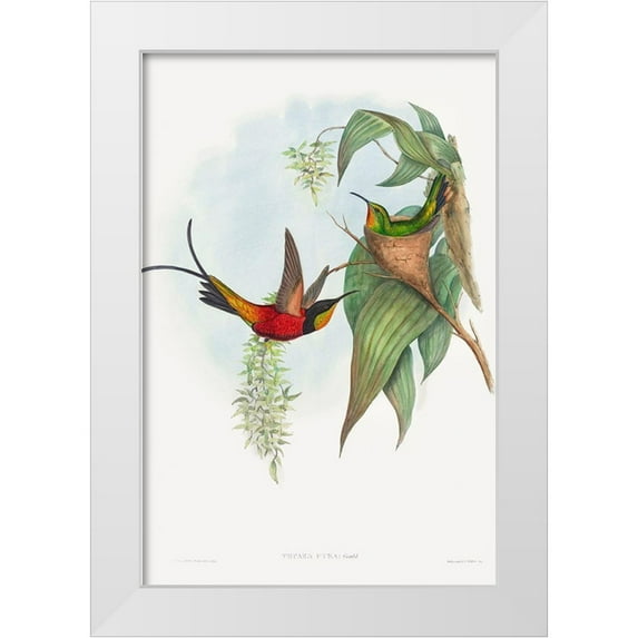 Gould, John 17x24 White Modern Wood Framed Museum Art Print Titled - Topaza pyra-Fairy Topaz
