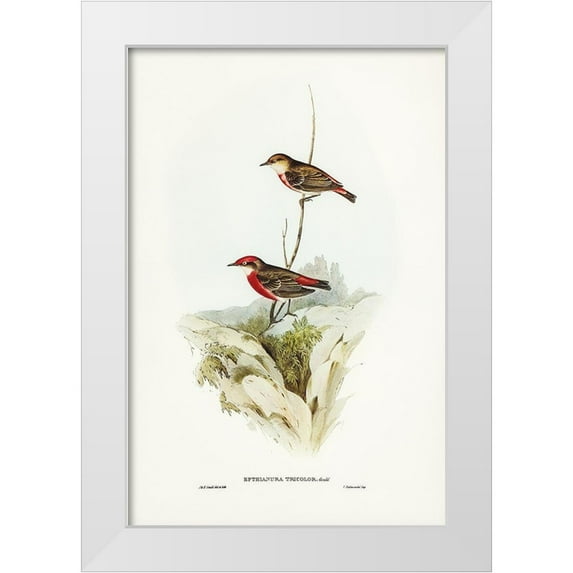Gould, John 17x24 White Modern Wood Framed Museum Art Print Titled - Tricoloured chat-Ephthianura tricolor