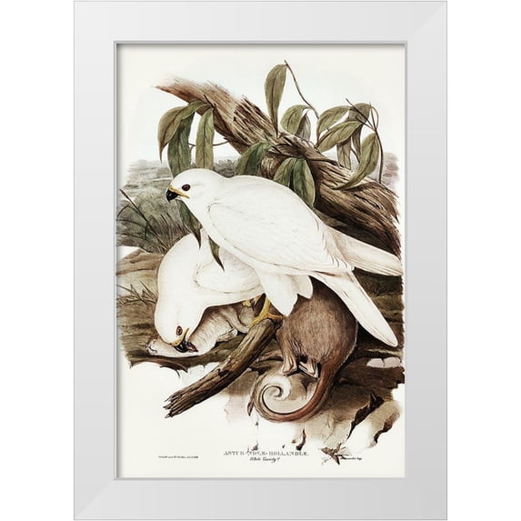 Gould, John 17x24 White Modern Wood Framed Museum Art Print Titled - White Goshawk-Astur Nova-Hollandix-albino