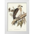 thumbnail image 1 of Gould, John 17x24 White Modern Wood Framed Museum Art Print Titled - White-headed Osprey-Pandion leucocephalus, 1 of 4