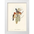 thumbnail image 1 of Gould, John 17x24 White Modern Wood Framed Museum Art Print Titled - Yellow-billed Kingfisher-Halcyon flavirostris, 1 of 4