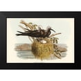 thumbnail image 1 of Gould, John 18x13 Black Modern Framed Museum Art Print Titled - Lesser Noddy-Anous melanops, 1 of 4