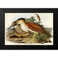 thumbnail image 1 of Gould, John 18x13 Black Modern Framed Museum Art Print Titled - Nankeen Night Heron-Nycticorax Caledonicus, 1 of 4