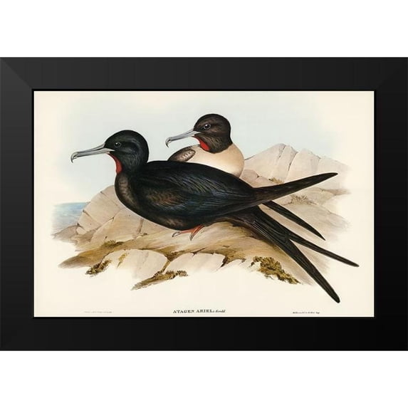 Gould, John 18x13 Black Modern Framed Museum Art Print Titled - Small Frigate Bird-Attagen Ariel