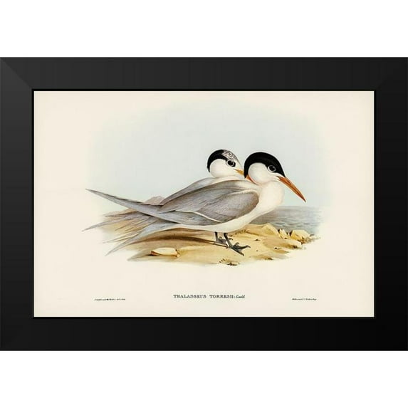 Gould, John 18x13 Black Modern Framed Museum Art Print Titled - Torres Tern-Thalasseus Torresii