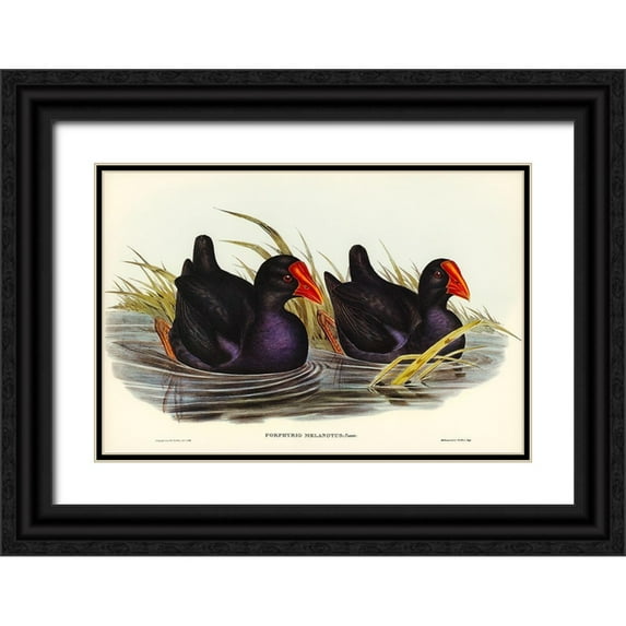 Gould, John 18x13 Black Ornate Wood Framed with Double Matting Museum Art Print Titled - Black-backed Porphyrio-Porphyrio melanotus