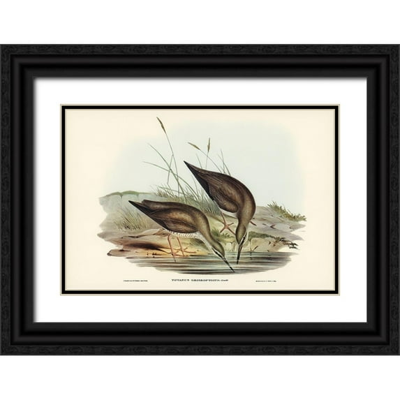 Gould, John 18x13 Black Ornate Wood Framed with Double Matting Museum Art Print Titled - Grey-rumped Sandpaper-Totanus griseopygius