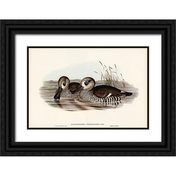 Gould, John 18x13 Black Ornate Wood Framed with Double Matting Museum Art Print Titled - Membranaceous Duck-Malacorhynchus membranaceus