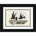 thumbnail image 1 of Gould, John 18x13 Black Ornate Wood Framed with Double Matting Museum Art Print Titled - Wilsons Storm Petrel-Thalassidroma Wilsonii, 1 of 4