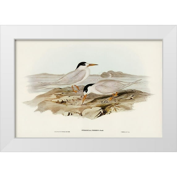 Gould, John 18x13 White Modern Wood Framed Museum Art Print Titled - Australian Little Tern-Sternula Nereis