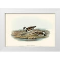 thumbnail image 1 of Gould, John 18x13 White Modern Wood Framed Museum Art Print Titled - Black-fronted Dottrel-Hiaticula nigrifrons, 1 of 4