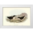 thumbnail image 1 of Gould, John 18x13 White Modern Wood Framed Museum Art Print Titled - Diving Petrel-Puffinuria Urinatrix, 1 of 4