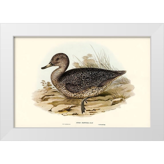Gould, John 18x13 White Modern Wood Framed Museum Art Print Titled - Freckled Duck-Anus naevosa