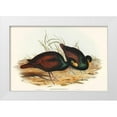 thumbnail image 1 of Gould, John 18x13 White Modern Wood Framed Museum Art Print Titled - Gnathodon-Gnathodon strigirostris, 1 of 4