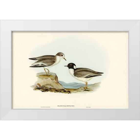 Gould, John 18x13 White Modern Wood Framed Museum Art Print Titled - Hooded Dottrel-Hiaticula monacha