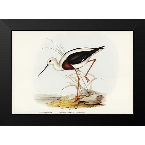Gould, John 18x14 Black Modern Framed Museum Art Print Titled - Banded Stilt-Chladorhynchus pectoralis