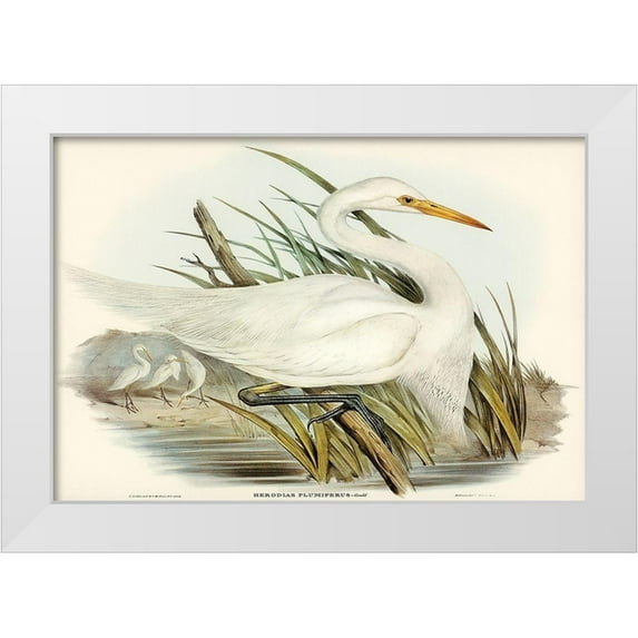 Gould, John 18x14 White Modern Wood Framed Museum Art Print Titled - Plumed Egret-Herodias plumiferus