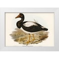 thumbnail image 1 of Gould, John 18x14 White Modern Wood Framed Museum Art Print Titled - Semipalmated Goose-Anseranas melanoleuca, 1 of 4
