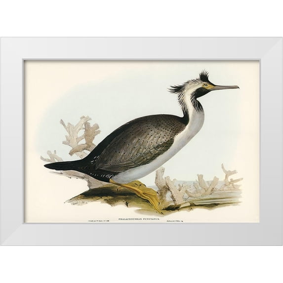 Gould, John 18x14 White Modern Wood Framed Museum Art Print Titled - Spotted Cormorant-Phalacrocorax punctatus