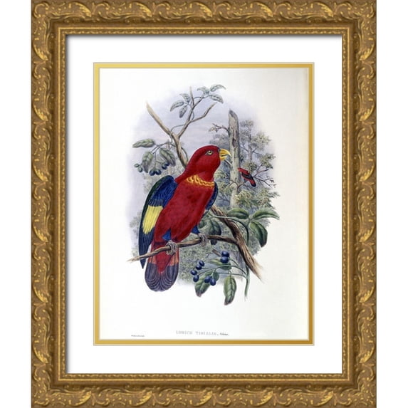 Gould, John 19x24 Gold Ornate Wood Framed with Double Matting Museum Art Print Titled - Blue-Thighed Lory