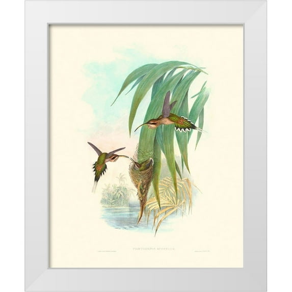 Gould, John 20x24 White Modern Wood Framed Museum Art Print Titled - Hummingbird Delight III