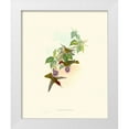 thumbnail image 1 of Gould, John 20x24 White Modern Wood Framed Museum Art Print Titled - Hummingbird Delight XII, 1 of 4
