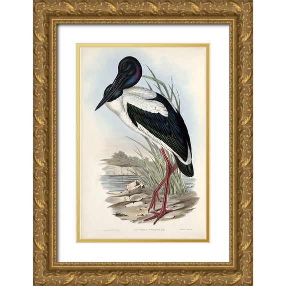Gould, John 22x32 Gold Ornate Wood Framed with Double Matting Museum Art Print Titled - Australian Stork