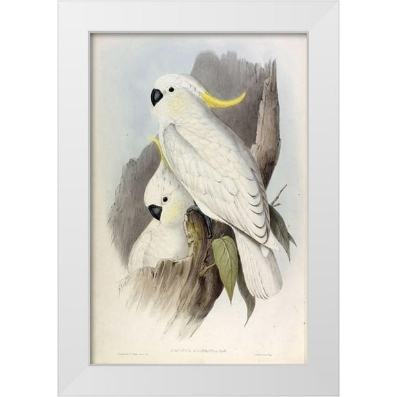 Gould, John 22x32 White Modern Wood Framed Museum Art Print Titled - Crested Cockatoo