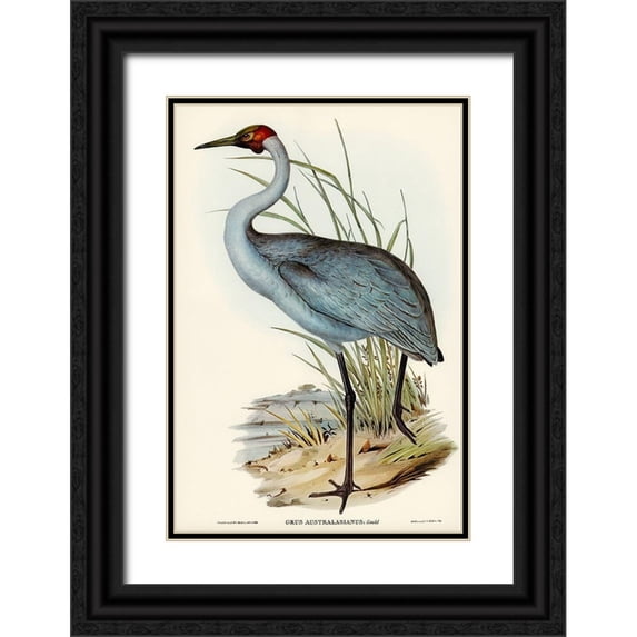 Gould, John 23x32 Black Ornate Wood Framed with Double Matting Museum Art Print Titled - Australian Crane-Grus Australasianus
