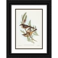 thumbnail image 1 of Gould, John 23x32 Black Ornate Wood Framed with Double Matting Museum Art Print Titled - Buff-bellied shrike-thrush-Colluricincla rufiventris, 1 of 4