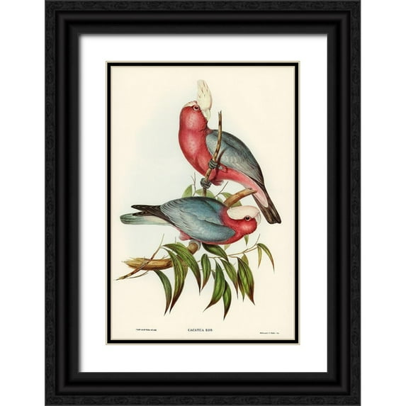 Gould, John 23x32 Black Ornate Wood Framed with Double Matting Museum Art Print Titled - Cacatua Eos-Rose-breasted Cockatoo