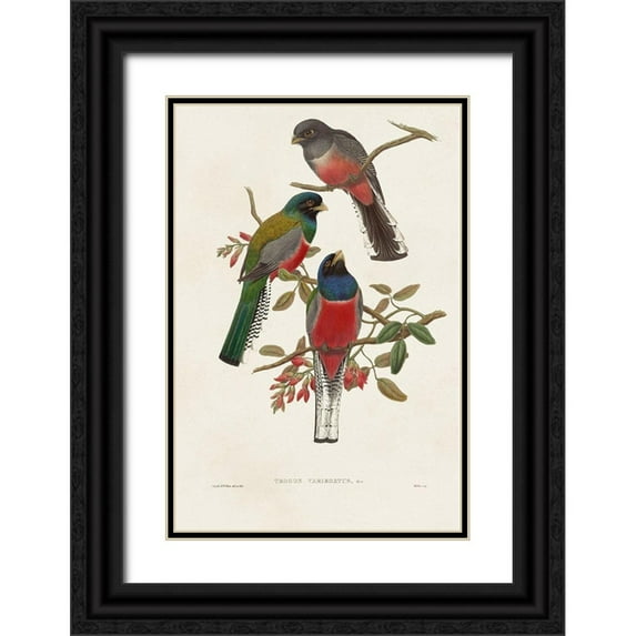 Gould, John 23x32 Black Ornate Wood Framed with Double Matting Museum Art Print Titled - Elegant Trogons IX