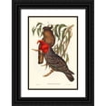 thumbnail image 1 of Gould, John 23x32 Black Ornate Wood Framed with Double Matting Museum Art Print Titled - Gang-gang Cockatoo-Callocephalon galeatum, 1 of 4