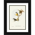 thumbnail image 1 of Gould, John 23x32 Black Ornate Wood Framed with Double Matting Museum Art Print Titled - Grey-breasted Robin-Eopsaltria griseogularis, 1 of 4
