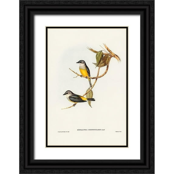 Gould, John 23x32 Black Ornate Wood Framed with Double Matting Museum Art Print Titled - Grey-breasted Robin-Eopsaltria griseogularis