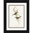 thumbnail image 1 of Gould, John 23x32 Black Ornate Wood Framed with Double Matting Museum Art Print Titled - Long-billed Reed Warbler-Acrocephalus longirostris, 1 of 4