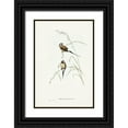 thumbnail image 1 of Gould, John 23x32 Black Ornate Wood Framed with Double Matting Museum Art Print Titled - Long-tailed Grass Finch-Poephila acuticauda, 1 of 4