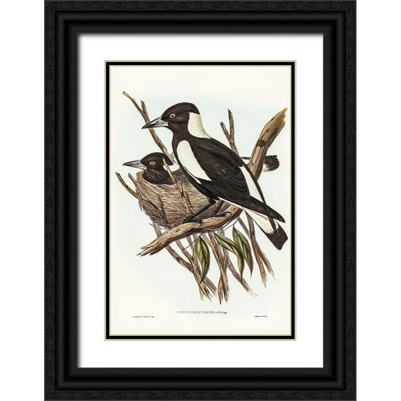 Gould, John 23x32 Black Ornate Wood Framed with Double Matting Museum Art Print Titled - Piping Crow-Shrike-Gymnorhina Tibicen