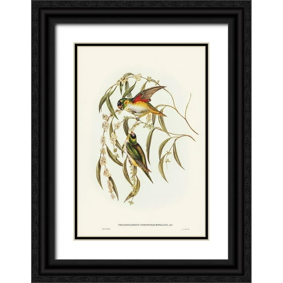 Gould, John 23x32 Black Ornate Wood Framed with Double Matting Museum Art Print Titled - Porphyry-crowned Lorikeet-Trichoglossus Porphyrocephalus