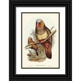 thumbnail image 1 of Gould, John 23x32 Black Ornate Wood Framed with Double Matting Museum Art Print Titled - Prince of Esslings Parrot-Nestor Esslingii, 1 of 4
