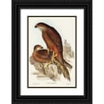 thumbnail image 1 of Gould, John 23x32 Black Ornate Wood Framed with Double Matting Museum Art Print Titled - Radiated Goshawk-Astur radintus, 1 of 4