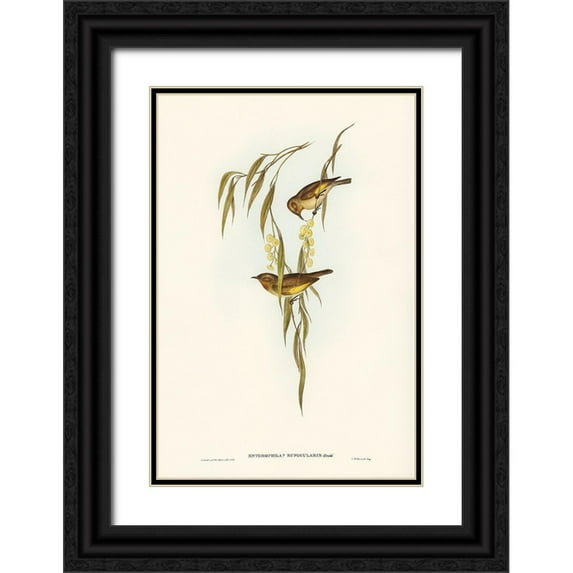 Gould, John 23x32 Black Ornate Wood Framed with Double Matting Museum Art Print Titled - Red-throated Honey-eater-Entomophila rufogularis