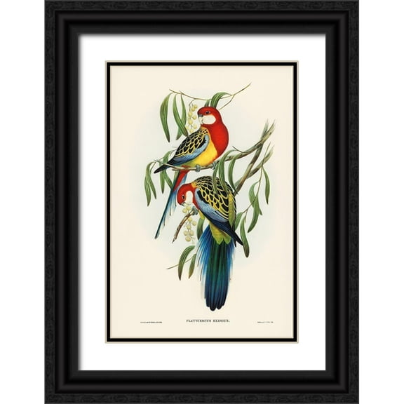 Gould, John 23x32 Black Ornate Wood Framed with Double Matting Museum Art Print Titled - Rose-hill Parakeet-Platycercus eximius