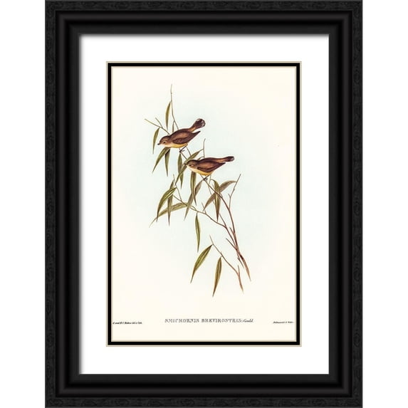 Gould, John 23x32 Black Ornate Wood Framed with Double Matting Museum Art Print Titled - Short-billed tree tit-Smicrornis brevirostris