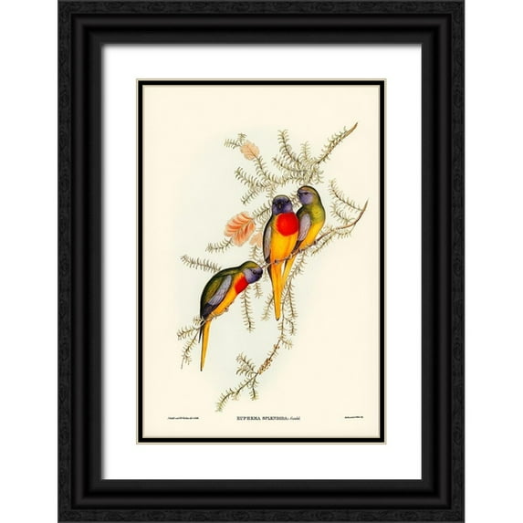 Gould, John 23x32 Black Ornate Wood Framed with Double Matting Museum Art Print Titled - Splendid Grass-Parakeet-Euphema splendida