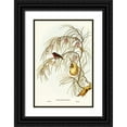 thumbnail image 1 of Gould, John 23x32 Black Ornate Wood Framed with Double Matting Museum Art Print Titled - Swallow Dicaeum-Dicaeum hirundinaceum, 1 of 4