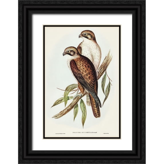 Gould, John 23x32 Black Ornate Wood Framed with Double Matting Museum Art Print Titled - Western Brown Hawk-Ieracidea occidentalis