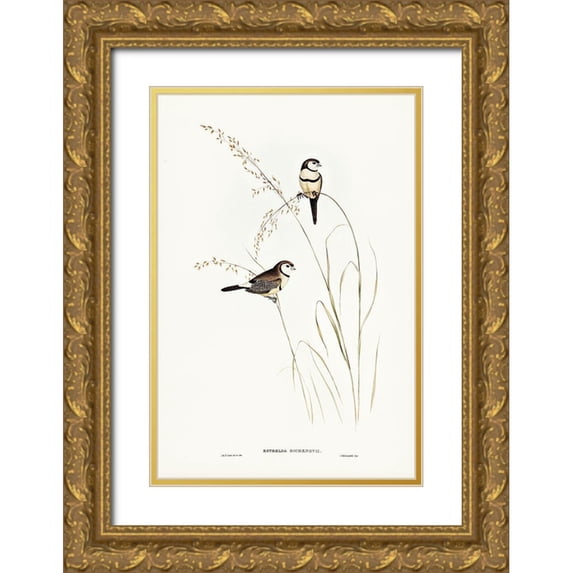 Gould, John 23x32 Gold Ornate Wood Framed with Double Matting Museum Art Print Titled - Bicheno’s Finch-Estrelda Bichenovii