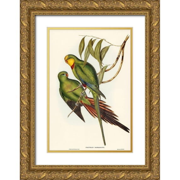 Gould, John 23x32 Gold Ornate Wood Framed with Double Matting Museum Art Print Titled - Black-tailed Parakeet-Polytelis melanura